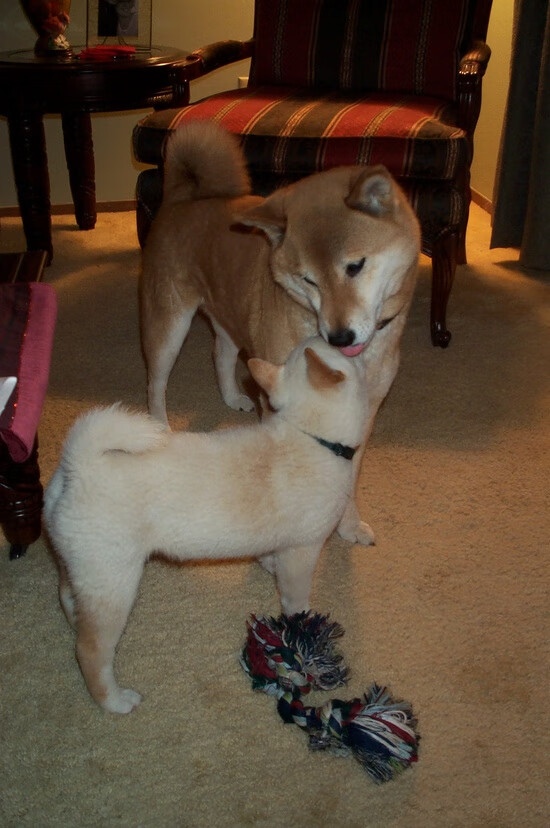 开云网页版-WRC经典车系：历史经典车型回顾，wrc经典视频