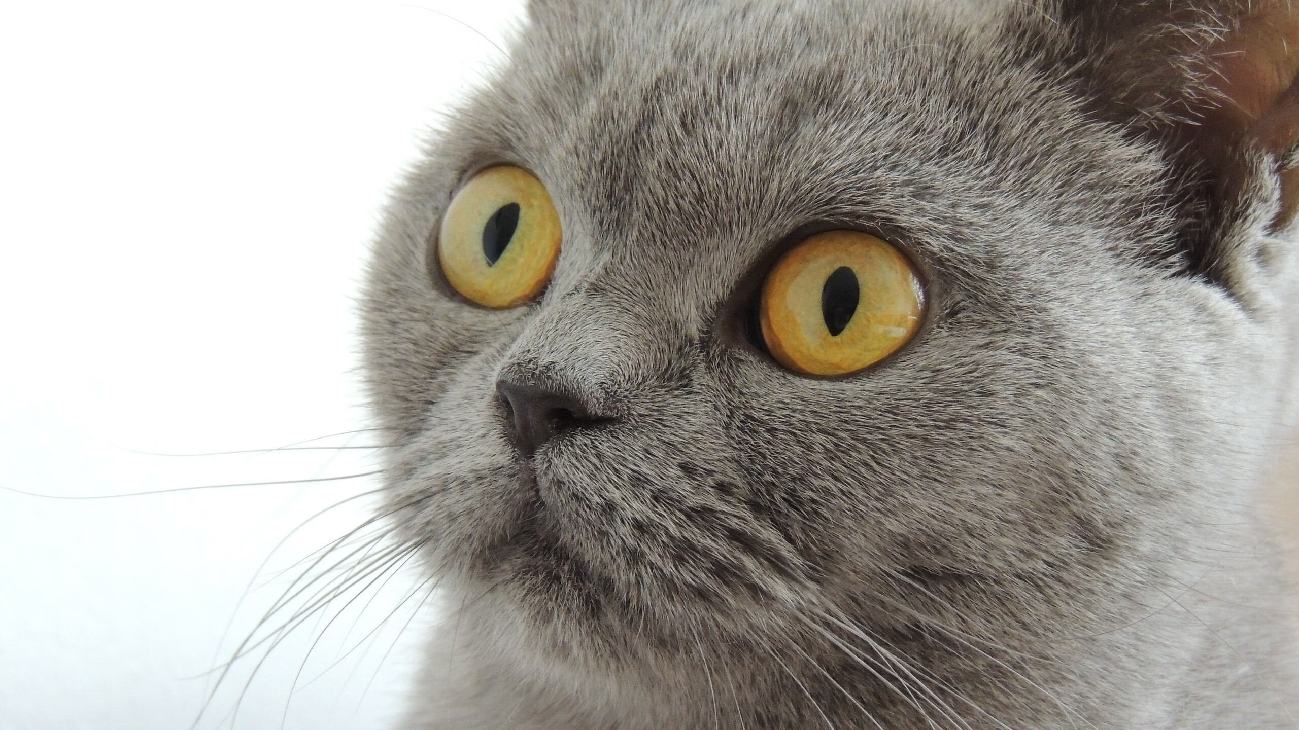 kaiyun网站-_快船全员努力，追梦季后赛_，快船队集锦