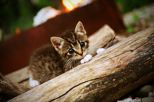 Kaiyun官方登录入口-“战术揭秘：湖人队成功封锁对手核心”，湖人队封面