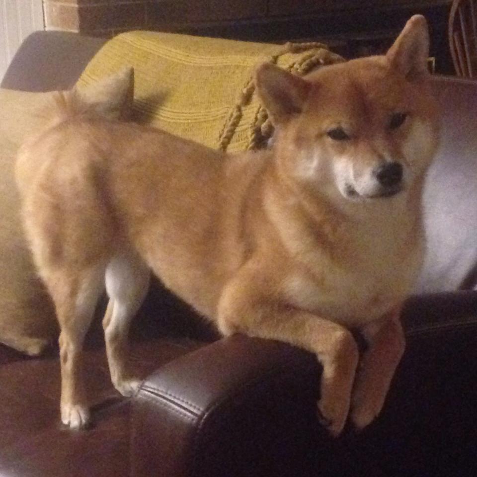 KAIYUN 中国大陆-“西甲积分榜变化大，夺冠热门队伍不断调整”，西甲积分榜榜