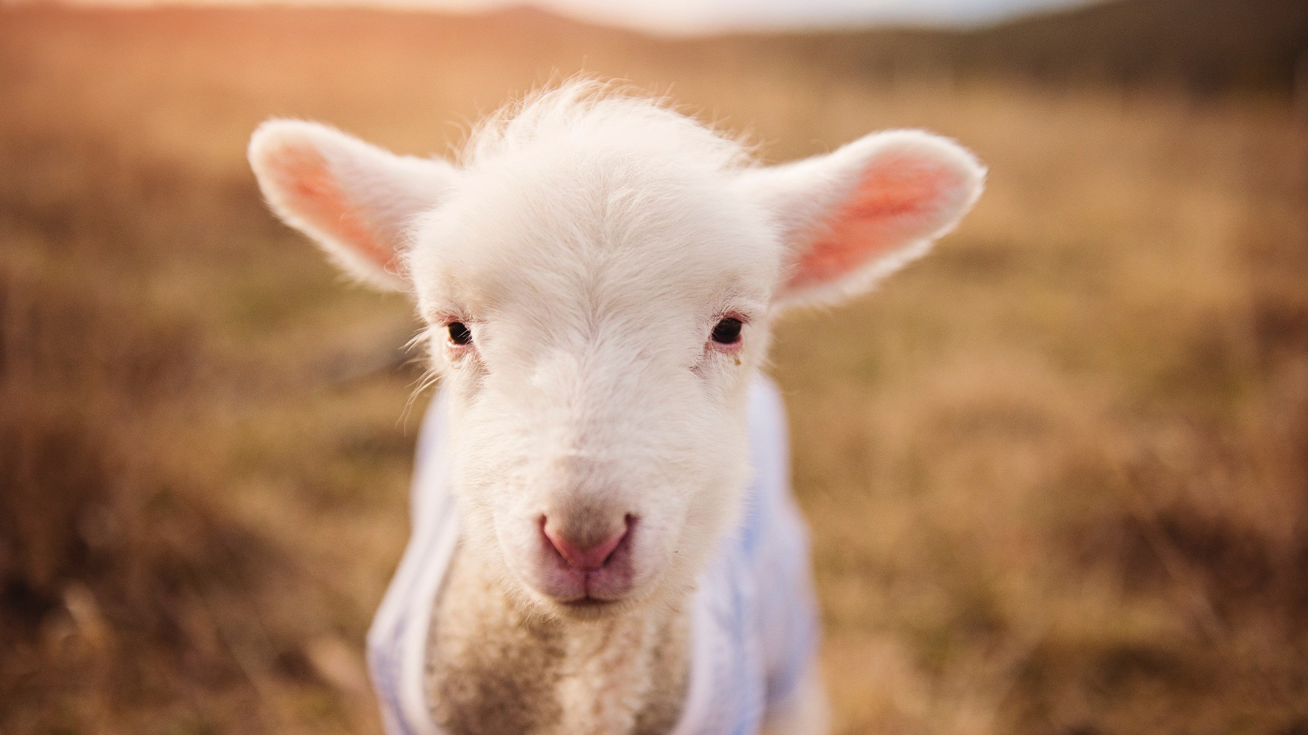 开云·Kaiyun网页版-《CS_GO线上邀请赛，暗战暗潮涌动》，csgo暗潮涌动怎么过