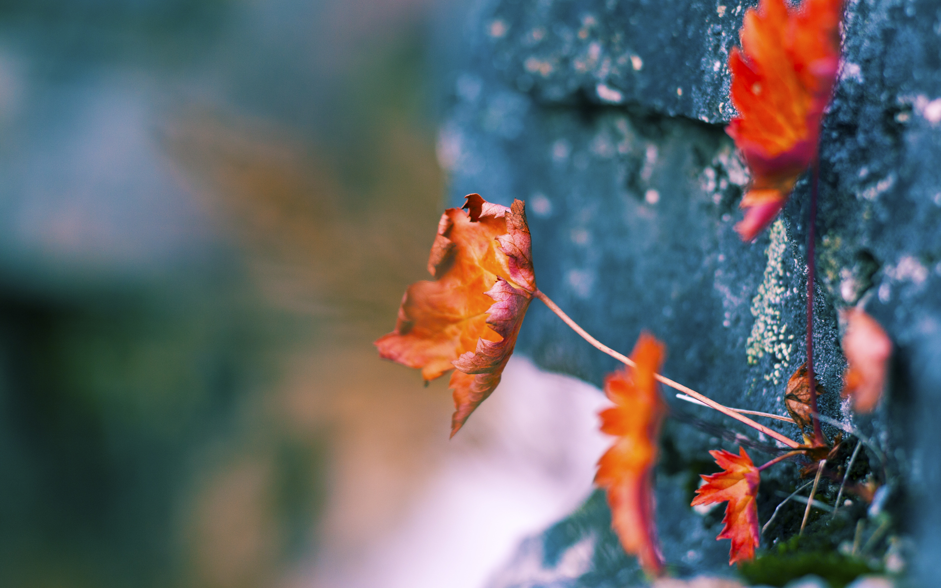 开云官方网站-墨西哥男足在巴黎奥运会上展示了高水平的比赛状态，墨西哥男足能否战胜巴西晋级决赛