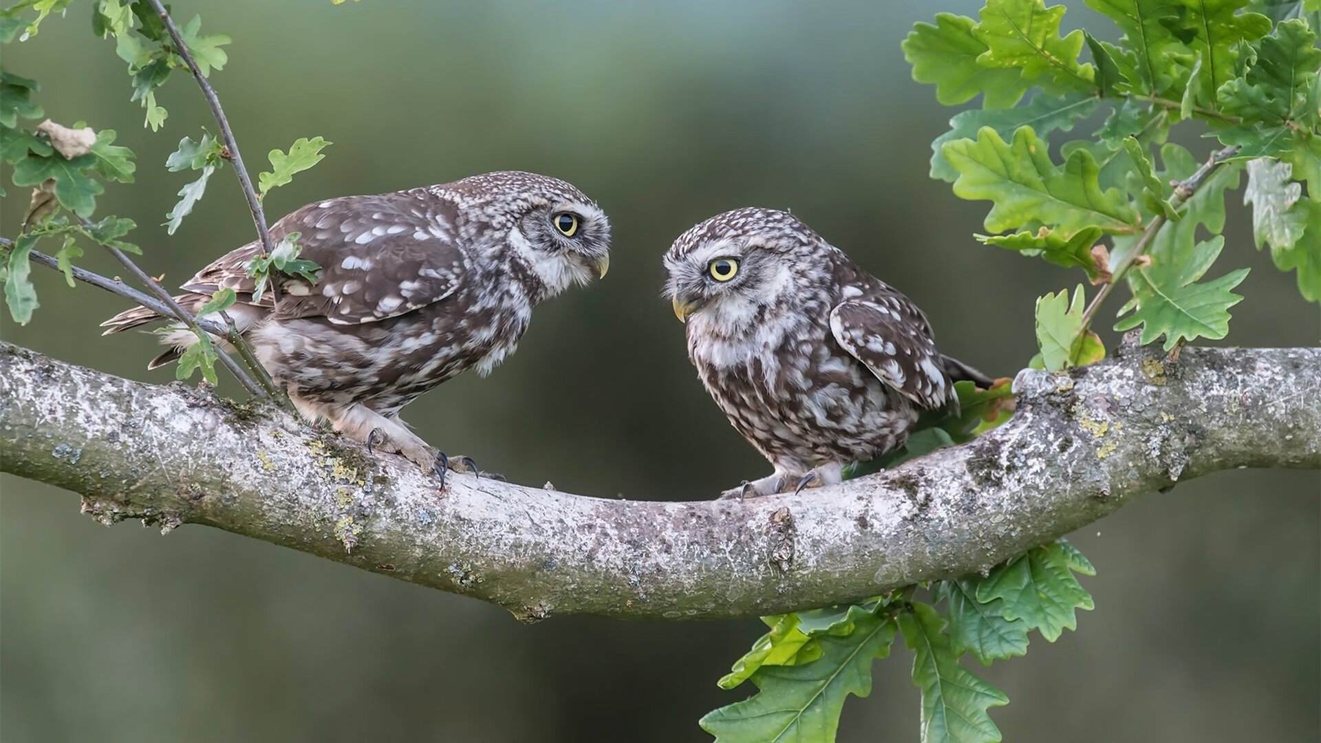 开云全站-葡萄牙体育前锋吉奥克雷斯在赛季中打入53球，吸引多家英超俱乐部关注。