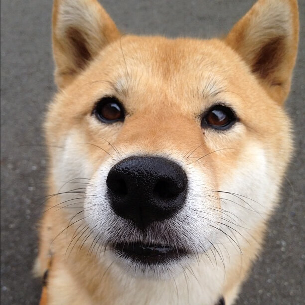 C9新版本英雄选择策略分析，c9职业推荐