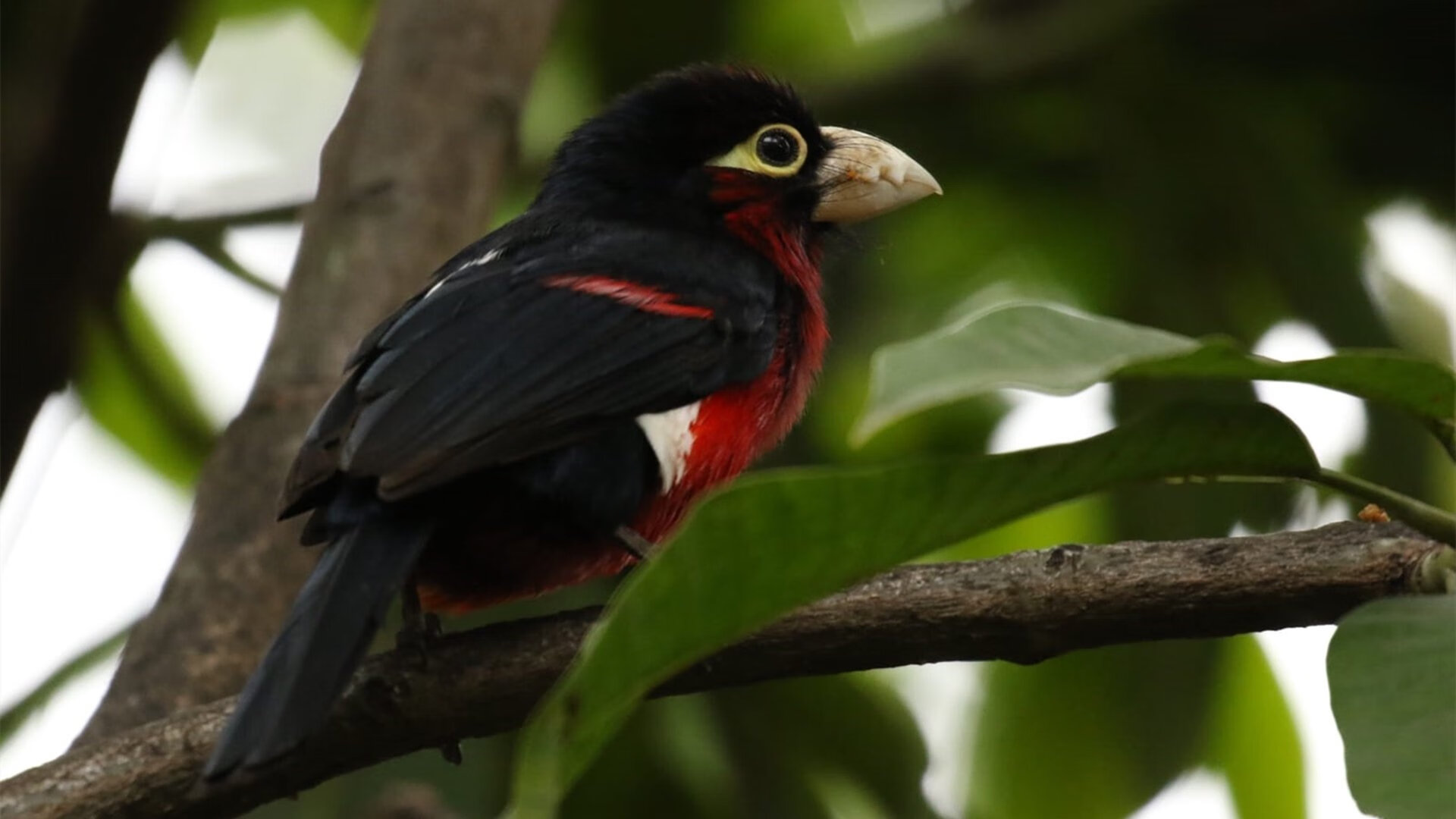 开云·Kaiyun网页版-中国网球新星张之臻晋级法网第二轮，历史性突破，张之臻首轮