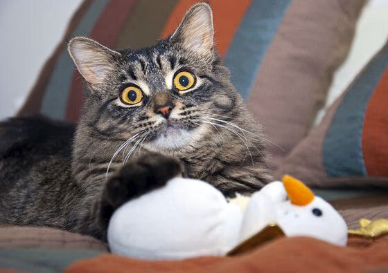 KAIYUN 中国大陆-法国足球联赛赛况反复激烈，局势扑朔迷离，法国足球近期比赛比分