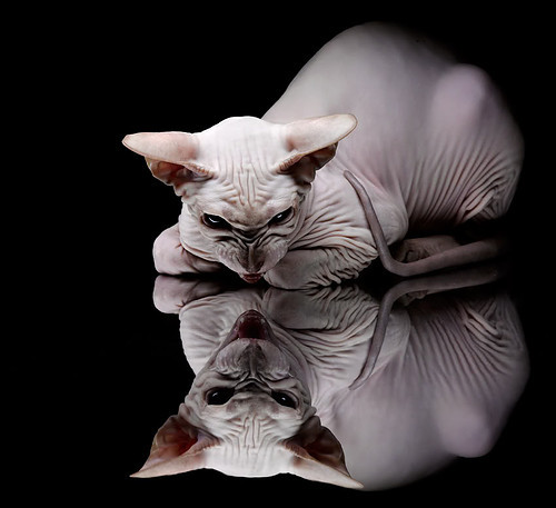 开云体育视频直播-中国香港队赛制调整：如何在团体赛事中发挥最大优势，香港队再添一枚金牌