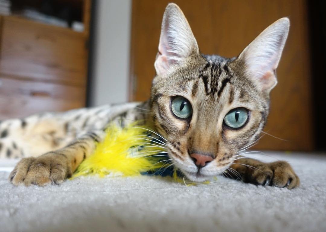 Kaiyun APP-教练组在录像分析会上逐个讲解防守站位提升整体防线意识，防守训练教案