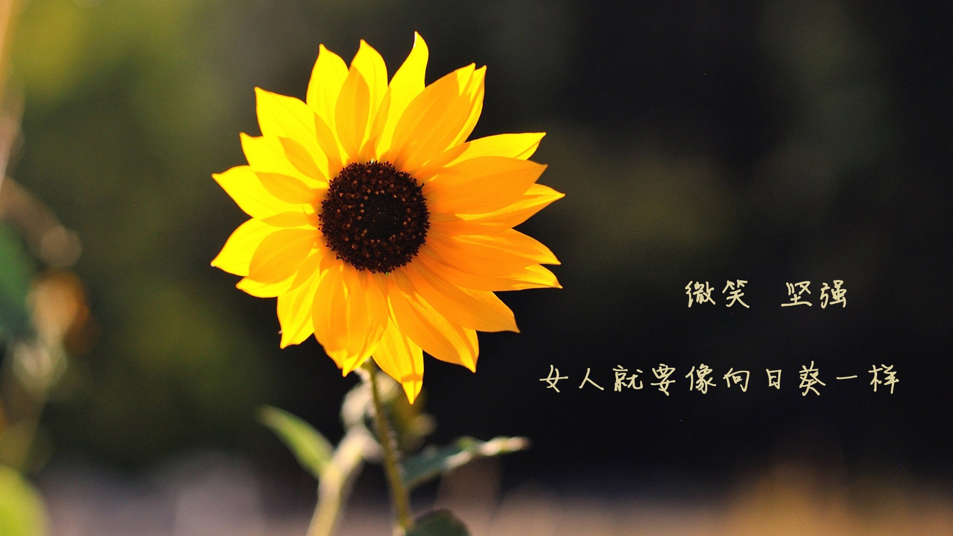 kaiyun-科尔博稳步提升成绩，表现抢眼，科博睿尔怎么样